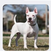 Русская разведка