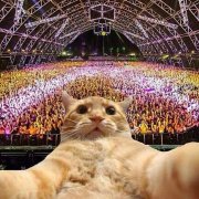 Кошачий рейв