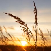 Сны Комелы - Поля