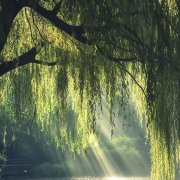 ЛЭС - Утром у окна