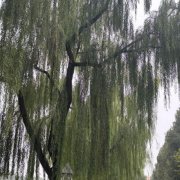 bastards - система - фото