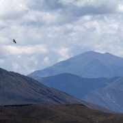 Сны Комелы - Тени предков