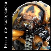 PhVKK - Регги по-колорадски