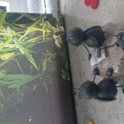 Крот Учёный - Тараканы - фото