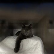 БеZиk Алексей - Песня серого кота