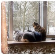 Сергей Глебов - Зимой коты так близко