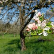 Борис Рыжий, Яблони