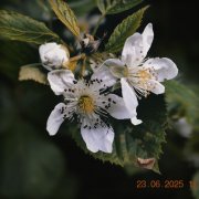 marywasema - plucking the strings