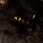 DaskF0x1 -  Цифровой маяк