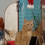 Два белых платья