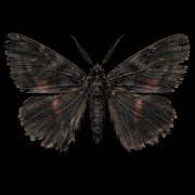 Серёжа Смоуказ, team0XXXa - Фанта