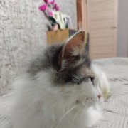 Коготь Орвай-Мяу