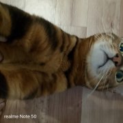 Sleeeeey -  мой кот бублик