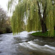 Резиновый утёнок - Ива