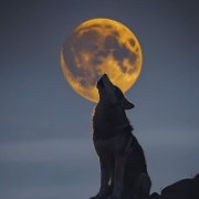 Александр Васёв. Волк