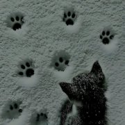 didzait-холодный экран