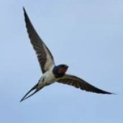 Ласточка - Ледяной дождь