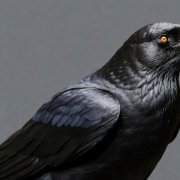 Андрей Киреев Ворона