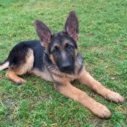 Овчарки на районе