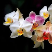 Андрей Семенов - Орхидея для любви