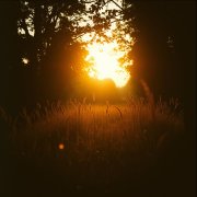 Sejen - Акустика