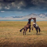 С. П. Чернов  - Ой ты, степь широкая (cover)