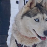 Хаски Энигма-1 к - фото