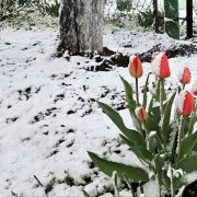 Андрей Семенов - Снег  этого года - фото