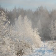 Андрей Семенов - Заиндевелый лес скучает - фото
