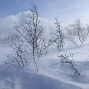 Андрей Семенов - Этой зимой бушует ветер - фото