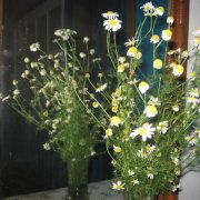 Андрей Семенов - Ах моя ты женщина