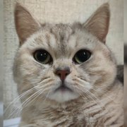 Блудливый кот