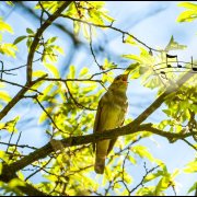 Андрей Киреев Соловьиная трель