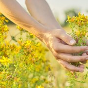 ЦВЕТОК ЗВЕРОБОЯ - Н. Денеб