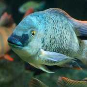 Александр Монахов - Рыба с телепатией