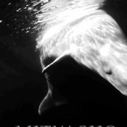 Mityasho - Дельфин