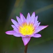 Олег Брыксин(авторская) Где же  счастье?