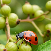 Санин Саня, Восходящие потоки