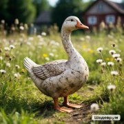 Vovan band - Глиняный гусь