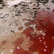 Грязь и кровь