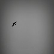 Ronisa - пусть говорят.