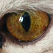 Mercator - Без ангела хранителя