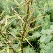 Сергей Боровик -Прощай последняя любовь