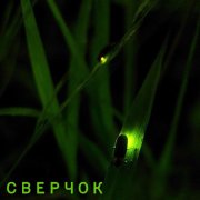 Дух Шпица - Сверчок