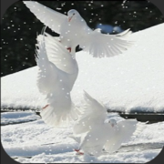 Александр Дерновой - Моя голубка - снежная любовь...