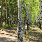 Андрей Захаров - Моя Радость