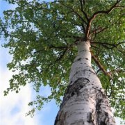 Андрей Семенов - Берёзка белоствольная