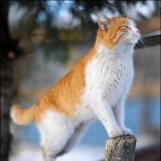 Андрей Семенов - Весна пришла