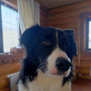 Сергей К - Пёс Байкал