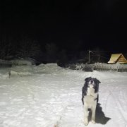 Сергей К - Пёс Байкал и кость